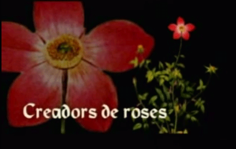 Creadors de roses Rosas Dot